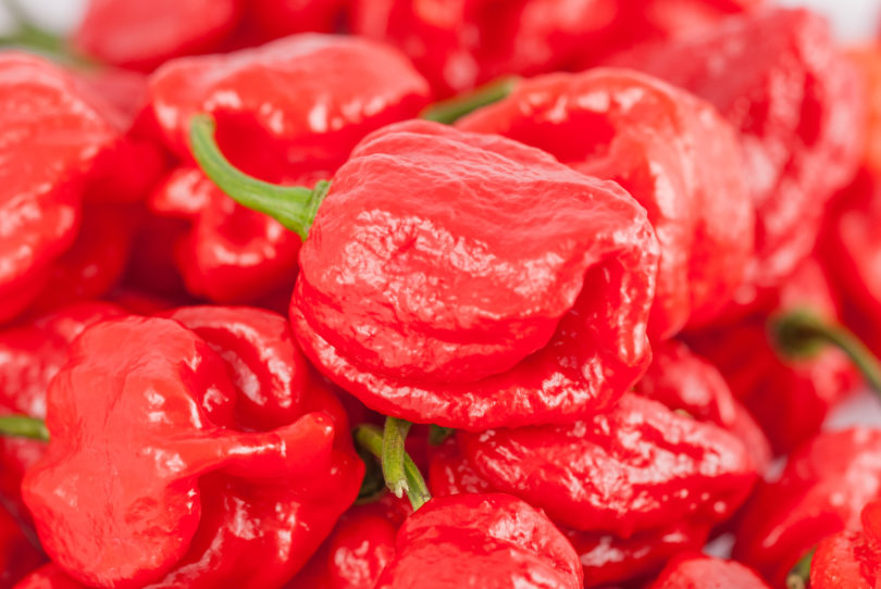 Ají de Cocina - Capsicum annuum - variedad de chile