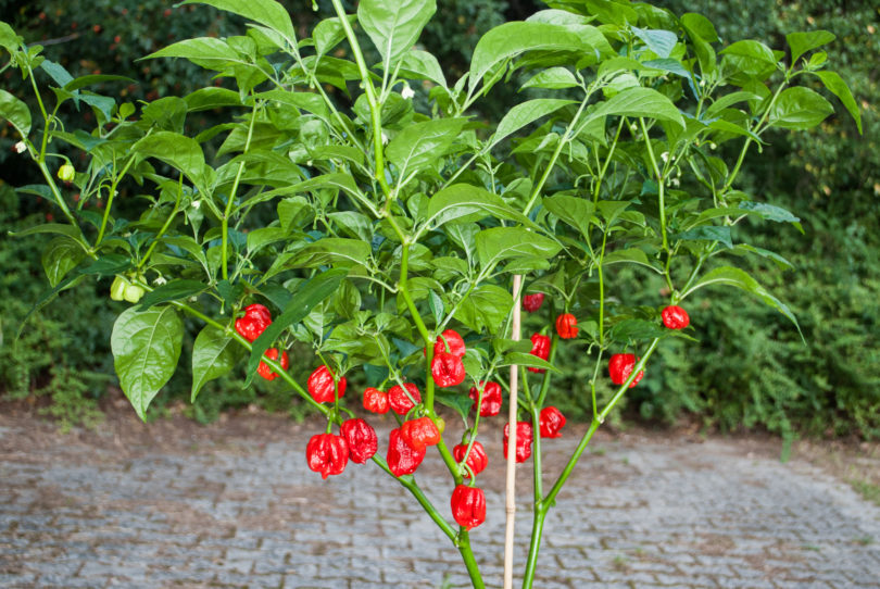 Aji - Capsicum annuum - variedad de chile