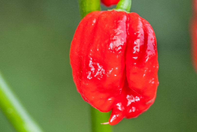 2007-CAP-AN-63 - Capsicum annuum - variedad de chile