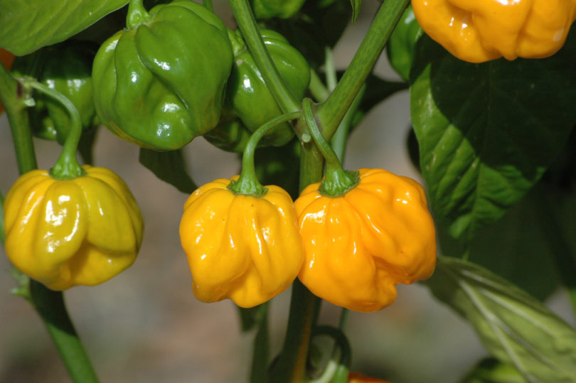 Ancho Gigantea Pepper - Capsicum annuum - variedad de chile