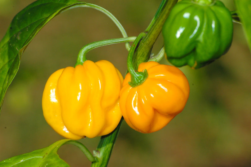 Al 024 - Capsicum annuum - variedad de chile