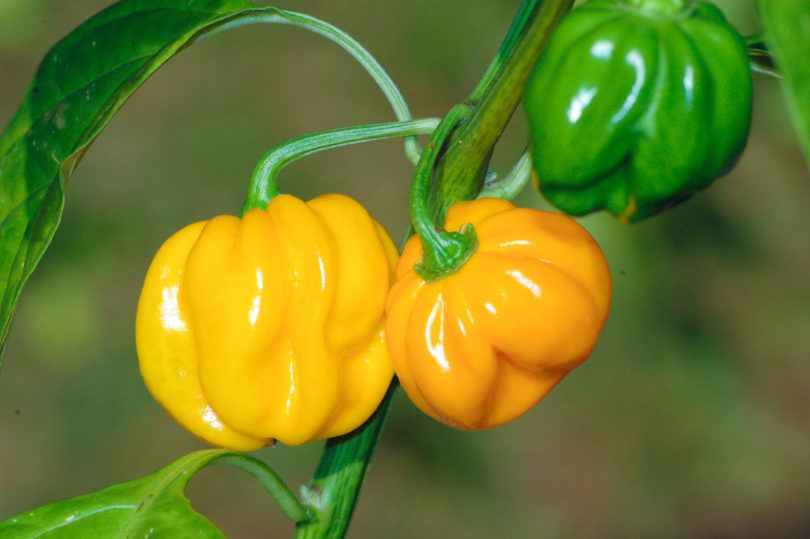American bird pepper - Capsicum annuum - variedad de chile