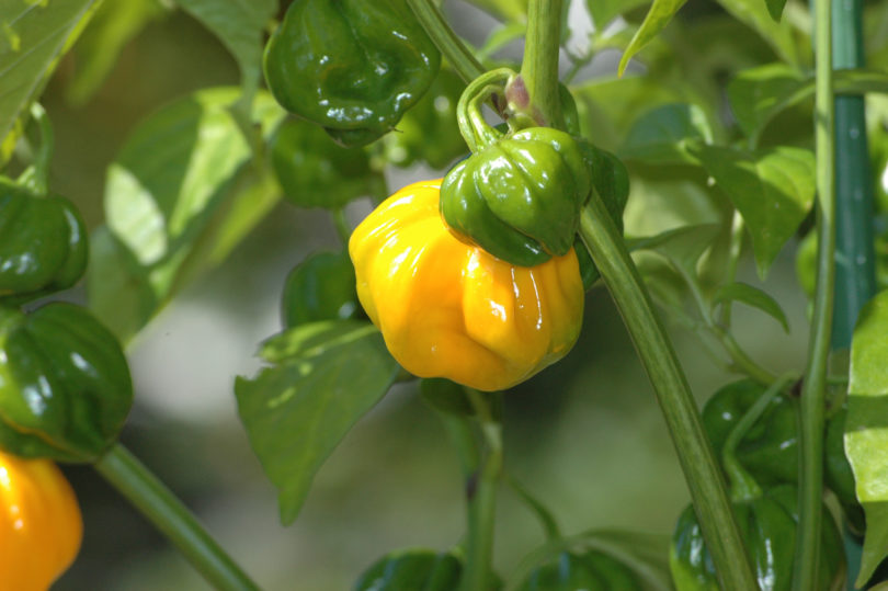 Aji - Capsicum annuum - variedad de chile