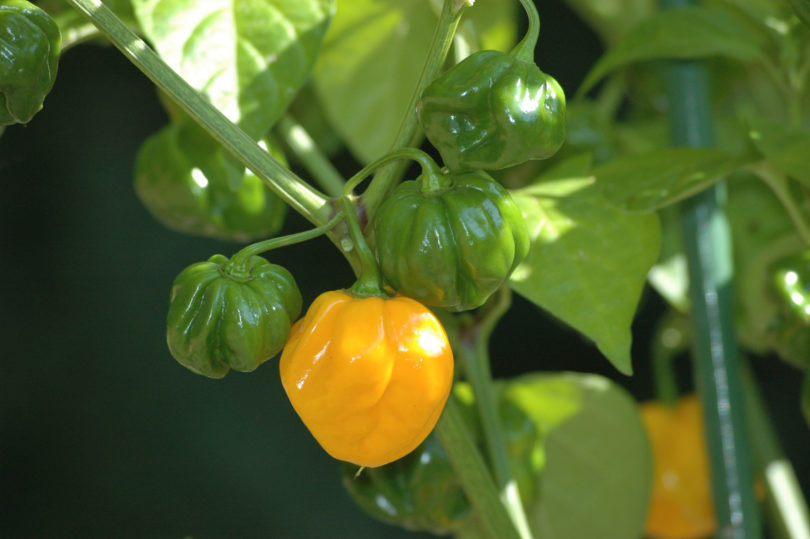 2007-CAP-AN-281 - Capsicum annuum - variedad de chile