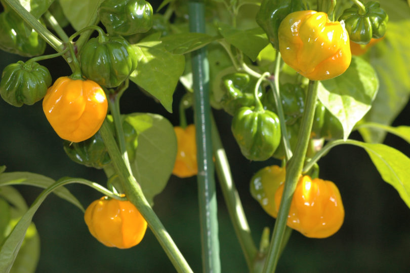 American bird pepper - Capsicum annuum - variedad de chile