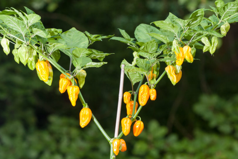 2007-CAP-AN-60 - Capsicum annuum - variedad de chile