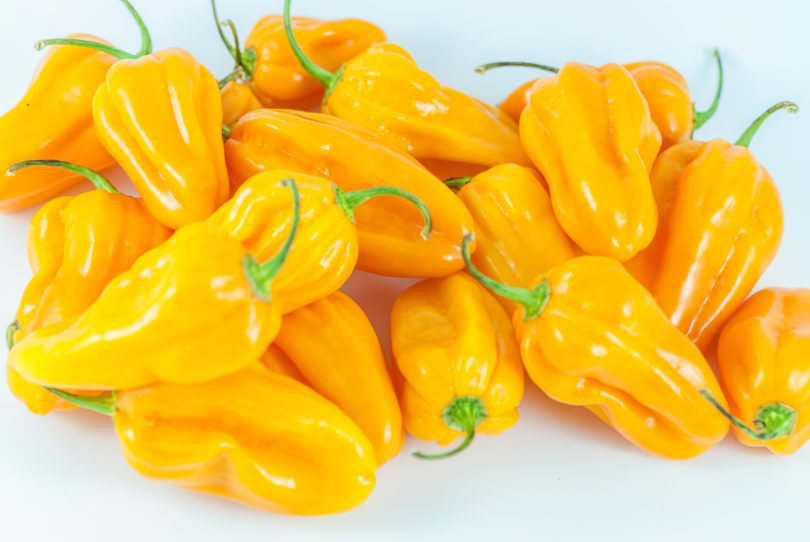 1541 - Capsicum annuum - variedad de chile