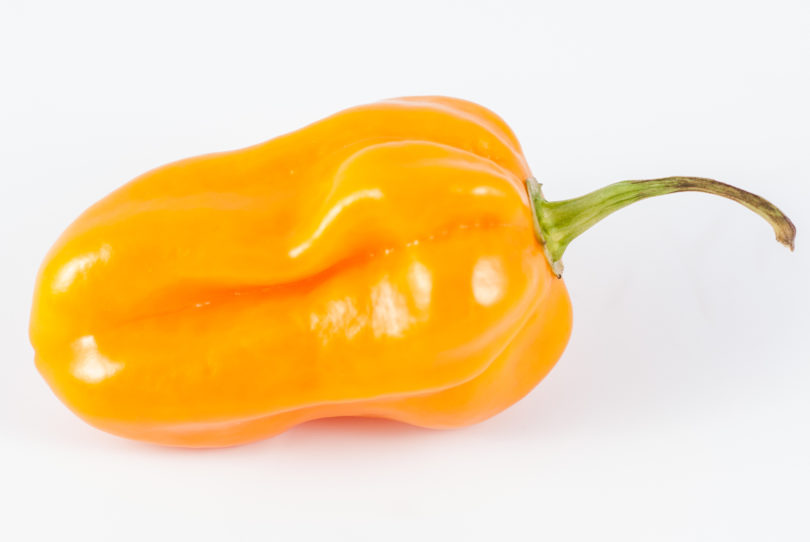 2007-CAP-AN-9 - Capsicum annuum - variedad de chile