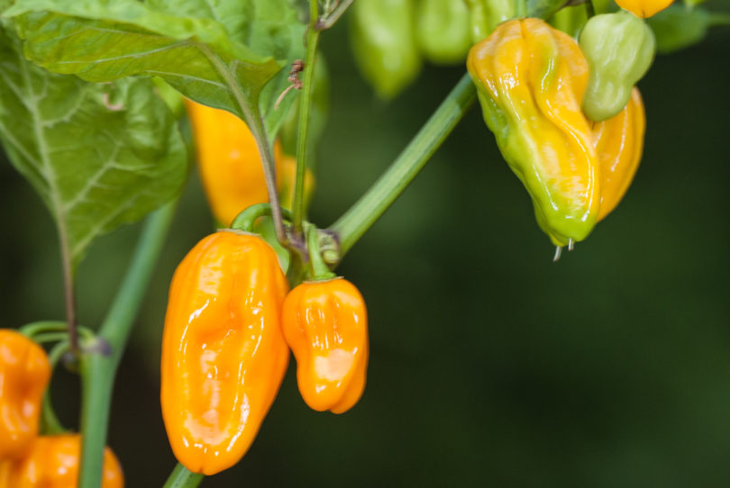 5701 - Capsicum annuum - variedad de chile
