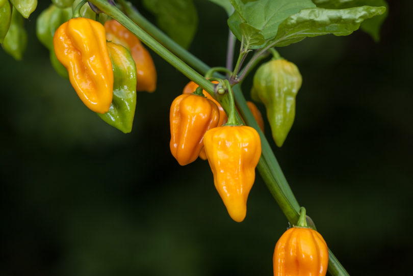 1983-CAP-AN-26 - Capsicum annuum - variedad de chile