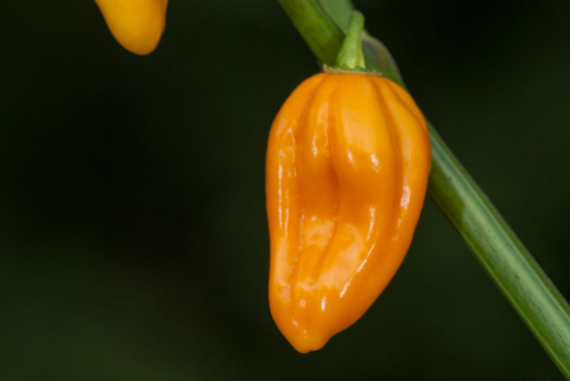 2007-CAP-AN-84 - Capsicum annuum - variedad de chile