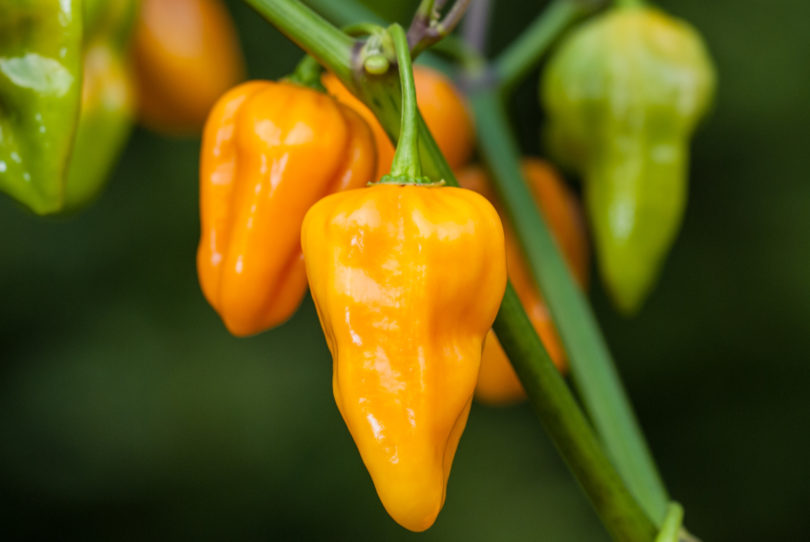 American bird pepper - Capsicum annuum - variedad de chile