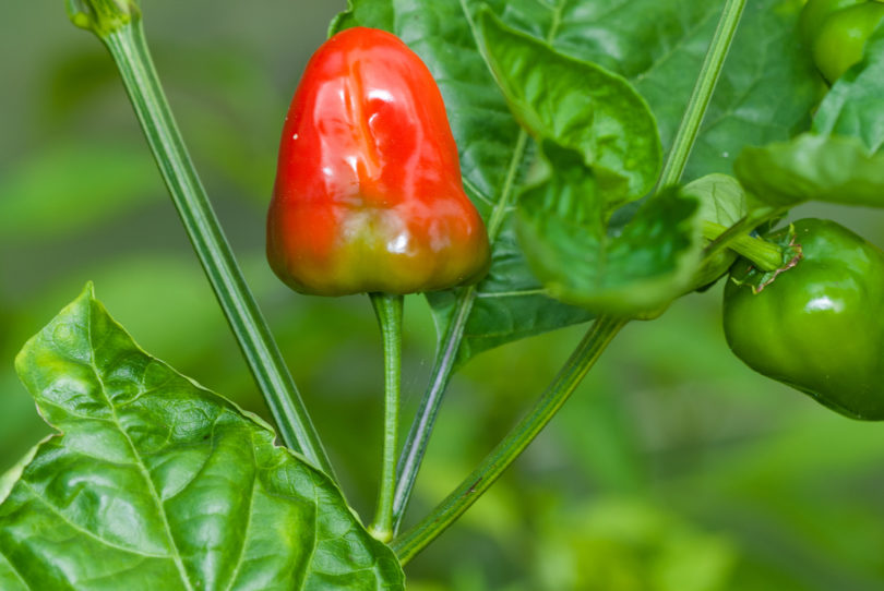 1548 - Capsicum annuum - variedad de chile