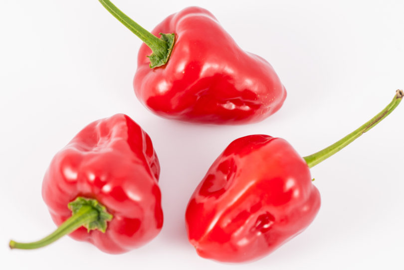 1608 - Capsicum annuum - variedad de chile