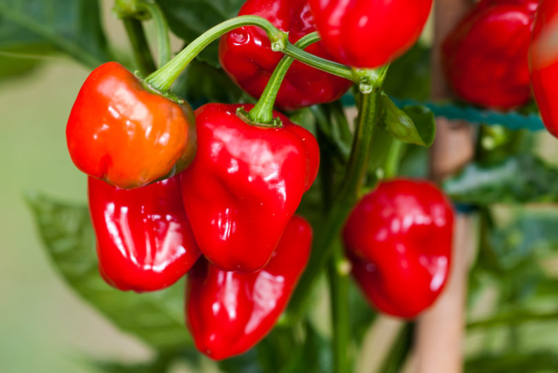 Ani 2 - Capsicum annuum - variedad de chile