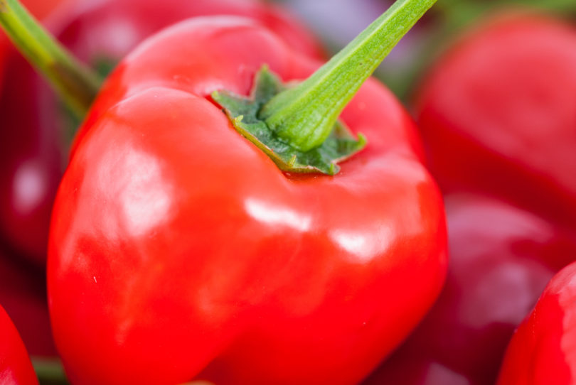 1995-CAP-AN-1 - Capsicum annuum - variedad de chile