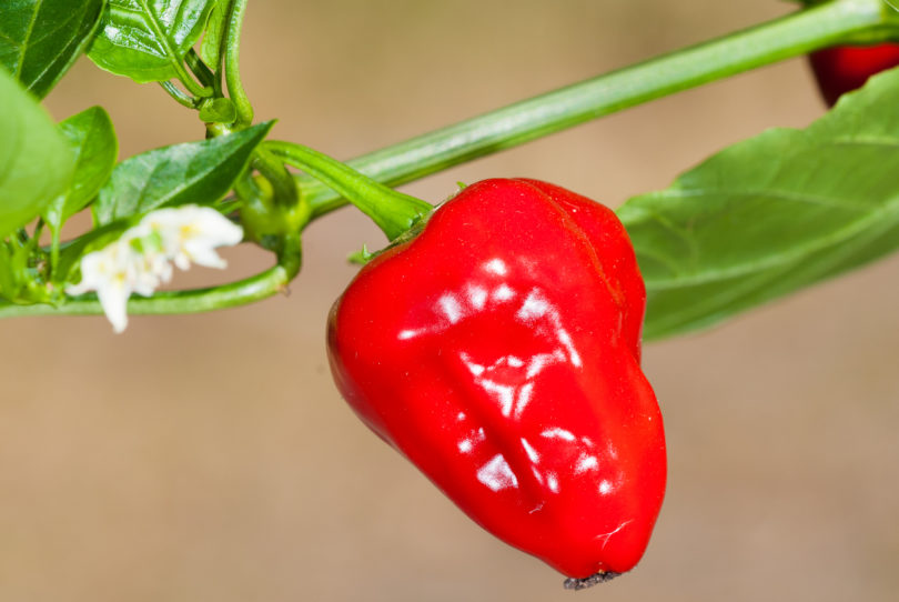 2007-CAP-AN-25 - Capsicum annuum - variedad de chile