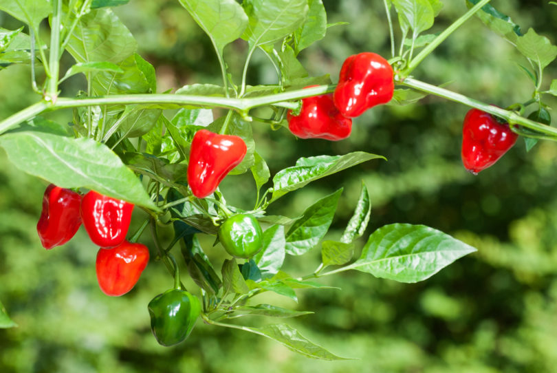Almapaprika - Capsicum annuum - variedad de chile