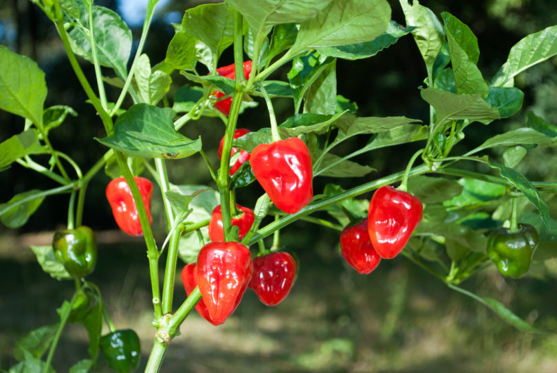 1547 - Capsicum annuum - variedad de chile