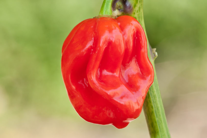 1634 - Capsicum annuum - variedad de chile