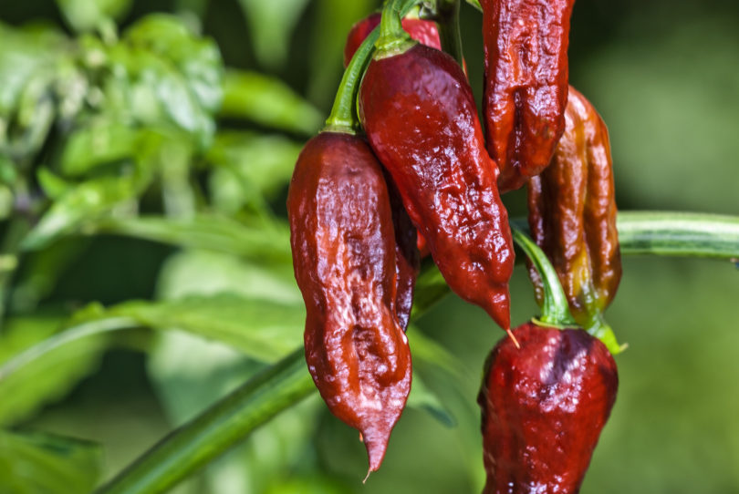 2007-CAP-AN-66 - Capsicum annuum - variedad de chile