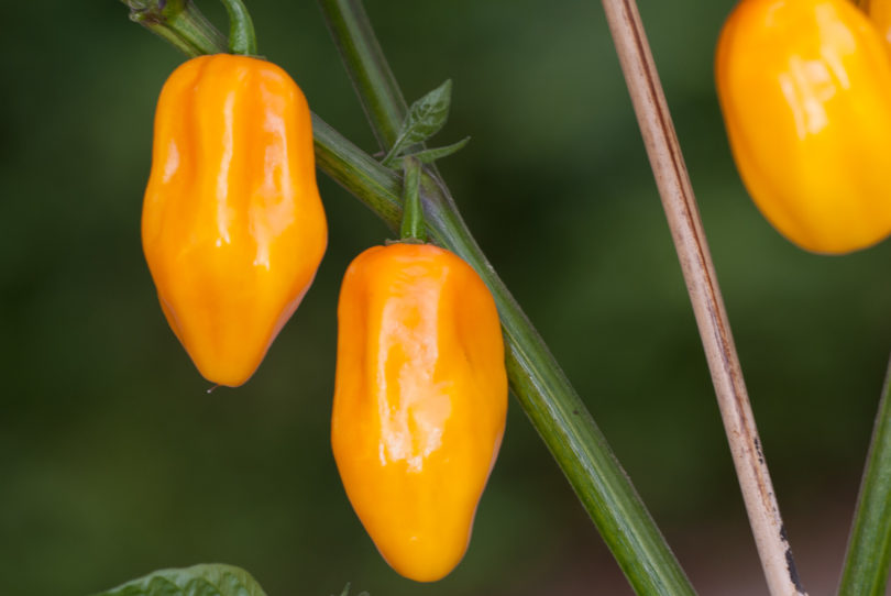 Adygeisk No 413 166 - Capsicum annuum - variedad de chile