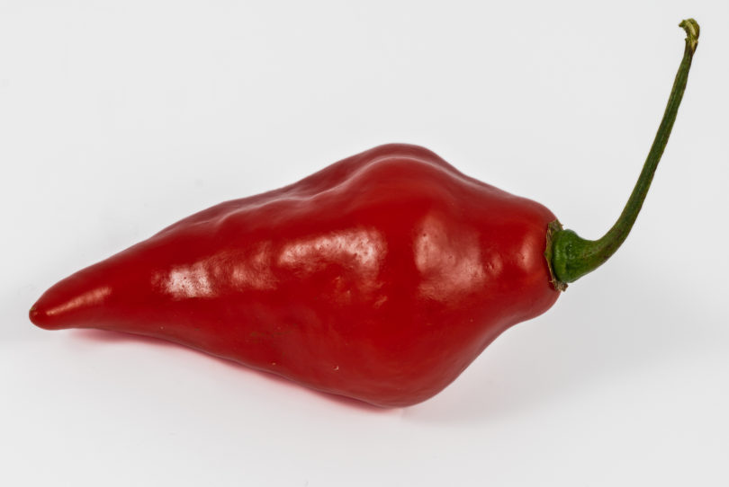 Acmariu 13 - Capsicum annuum - variedad de chile