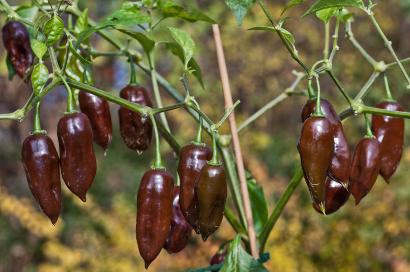Anaheim Chili - Capsicum annuum - variedad de chile