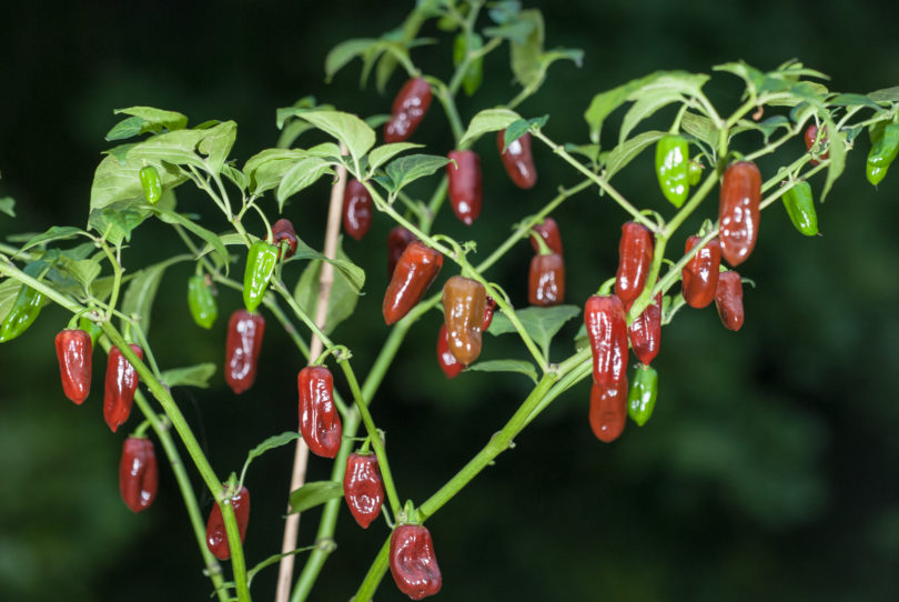A Trottola di Cuneo - Capsicum annuum - variedad de chile