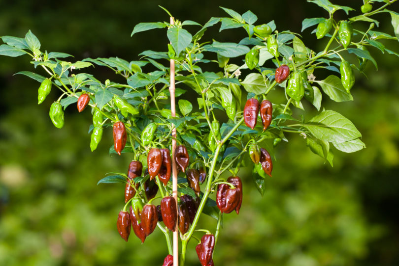 A T 1 - Capsicum annuum - variedad de chile