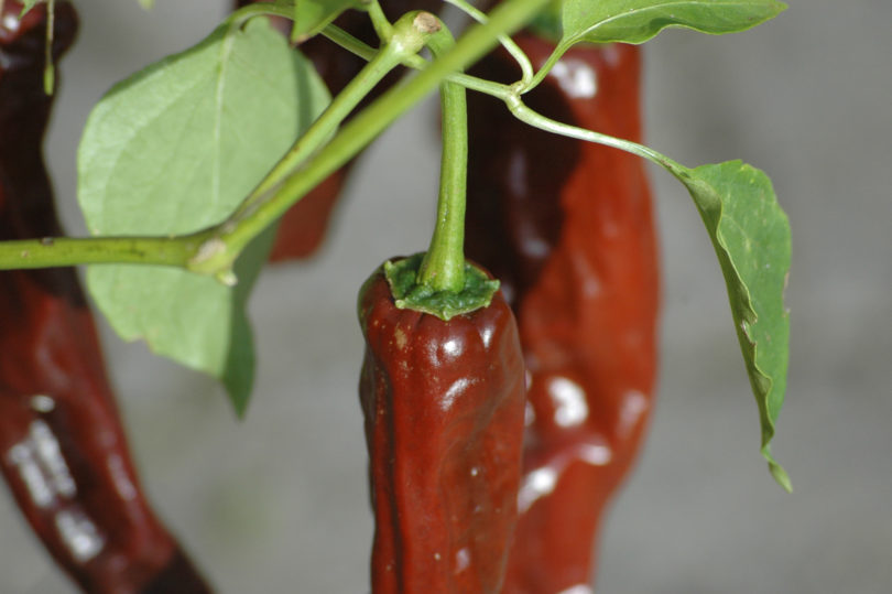 Alma - Capsicum annuum - variedad de chile