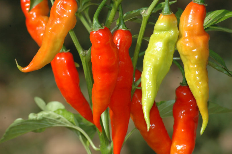 2007-CAP-AN-114 - Capsicum annuum - variedad de chile