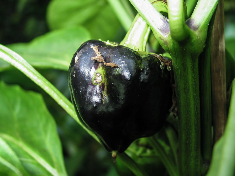 2007-CAP-AN-97 - Capsicum annuum - variedad de chile