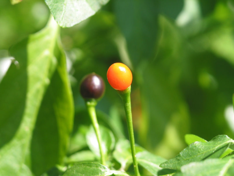 1997 - Capsicum annuum - variedad de chile