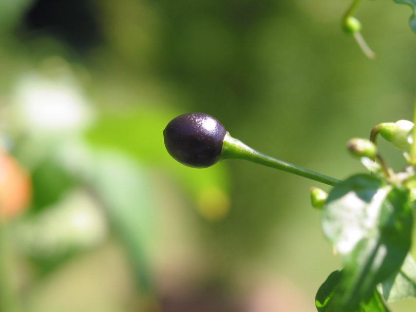 1595 - Capsicum annuum - variedad de chile