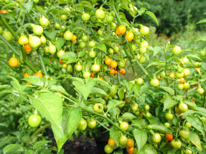 2007-CAP-AN-117 - Capsicum annuum - variedad de chile