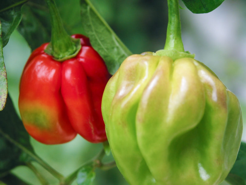 1554 - Capsicum annuum - variedad de chile