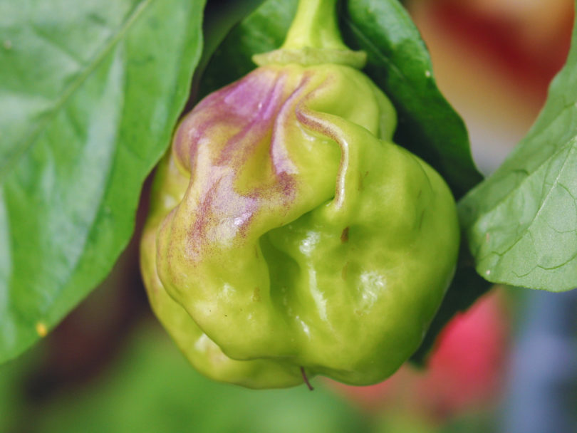 2007-CAP-AN-226 - Capsicum annuum - variedad de chile