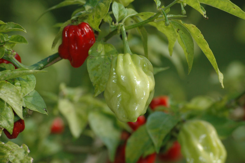 Albino - Capsicum annuum - variedad de chile