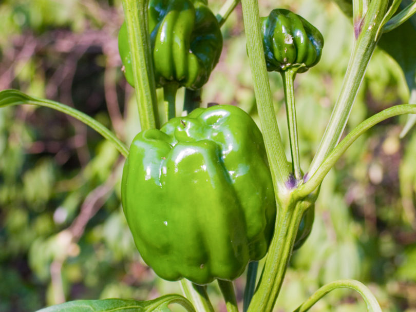 2007-CAP-AN-75 - Capsicum annuum - variedad de chile