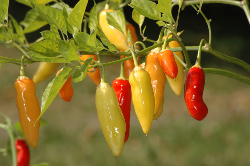 Aji Dulce - Capsicum annuum - variedad de chile