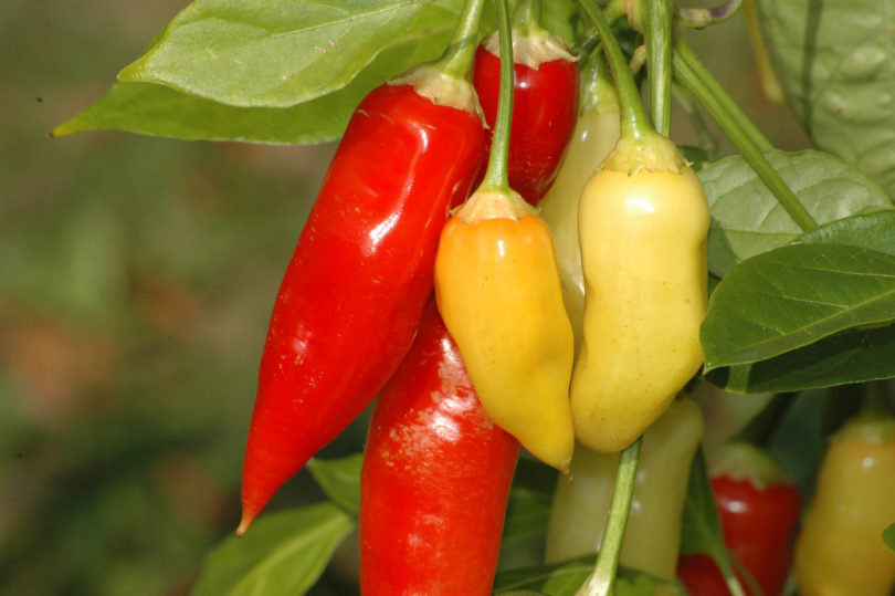 2007-CAP-AN-239 - Capsicum annuum - variedad de chile