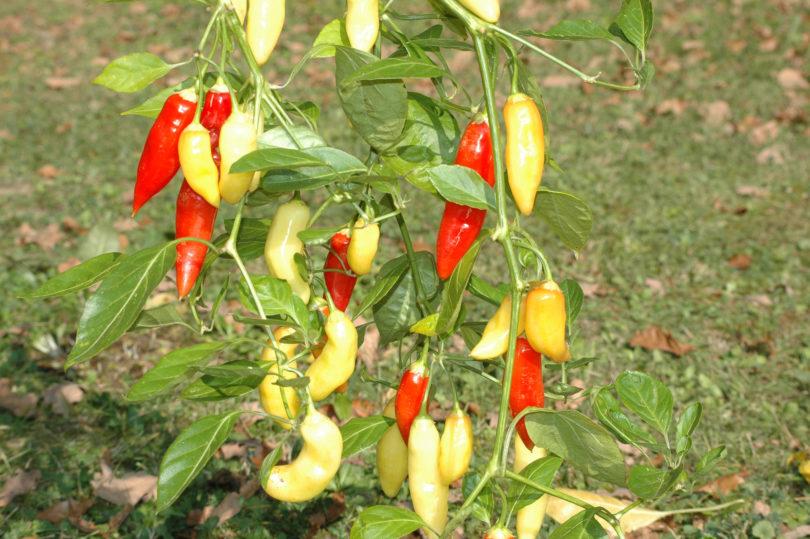 American bird pepper - Capsicum annuum - variedad de chile