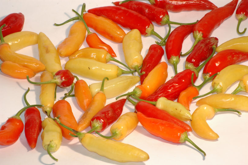 2007-CAP-AN-215 - Capsicum annuum - variedad de chile