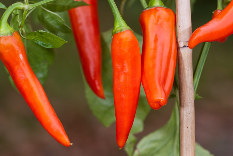American bird pepper - Capsicum annuum - variedad de chile