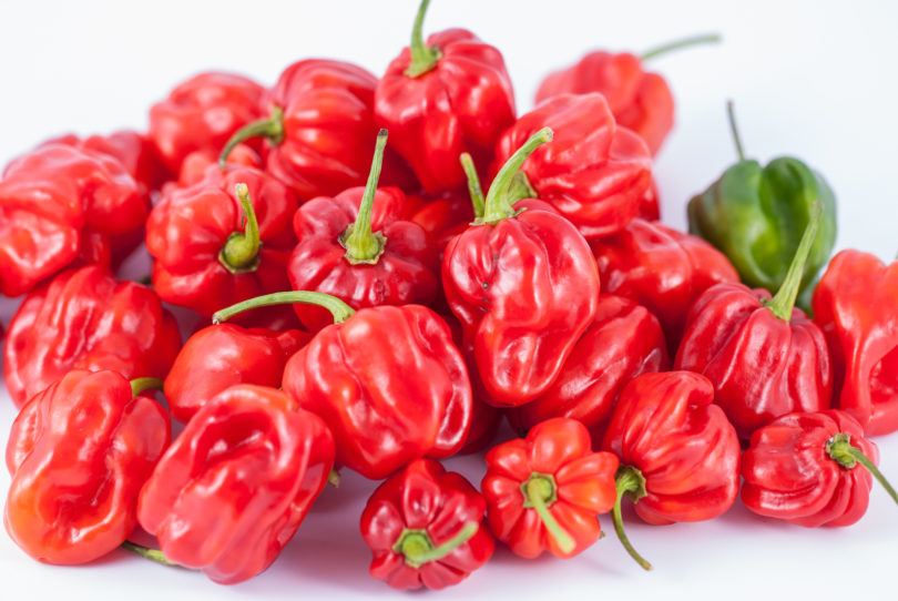 1588 - Capsicum annuum - variedad de chile
