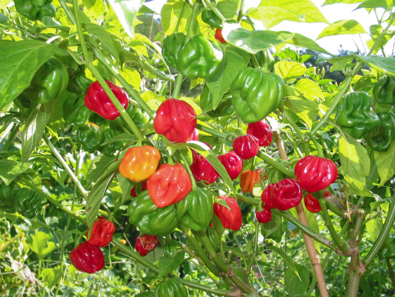Aji Blanco Cristal - Capsicum annuum - variedad de chile