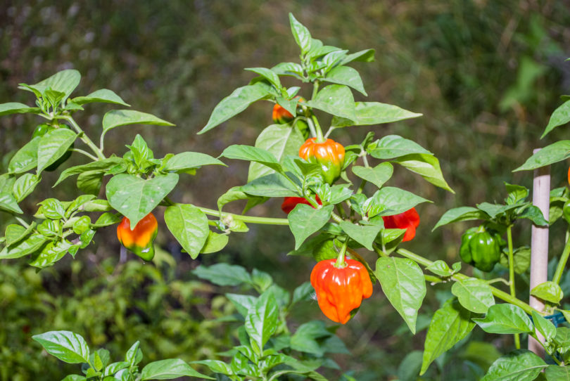 AG289 - Capsicum annuum - variedad de chile