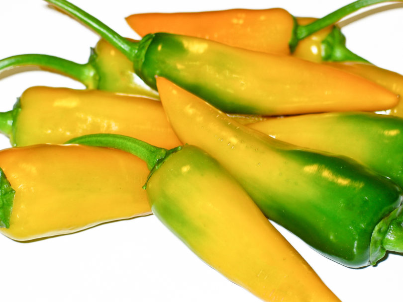 1586 - Capsicum annuum - variedad de chile