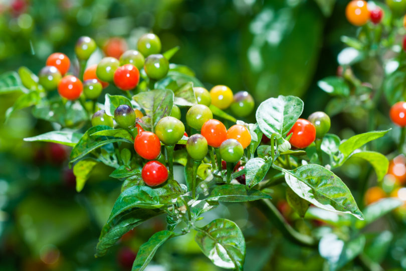 5675 - Capsicum annuum - variedad de chile